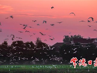 群鸟迎朝晖
