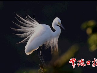 发现常德之美【组图】
