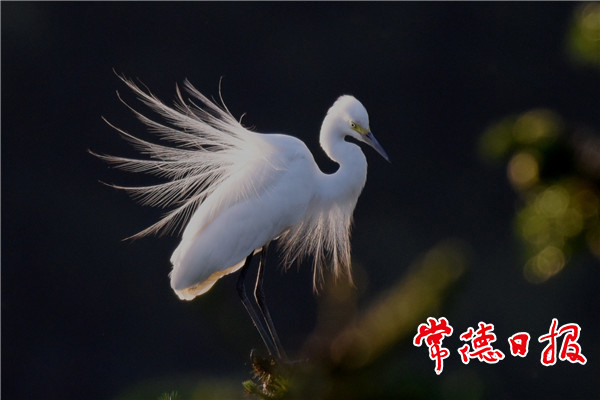 发现常德之美【组图】