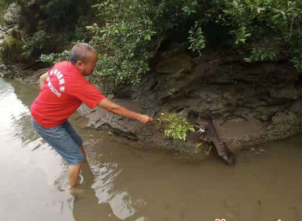 国家一级保护鸟类海南鳽现身壶瓶山