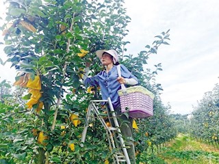 桃源县热市镇：千亩梨园