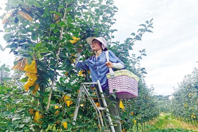 桃源县热市镇：千亩梨园