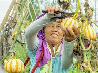 桃花源镇白鳞洲：贝贝南瓜 忙丰收
