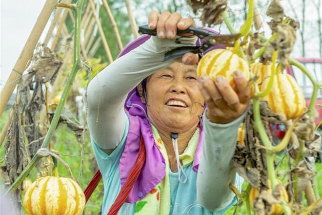 桃花源镇白鳞洲：贝贝南瓜 忙丰收