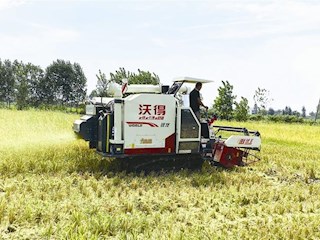 澧县：城头山镇早稻进行测产验收