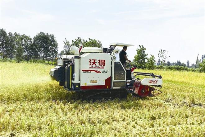 澧县：城头山镇早稻进行测产验收