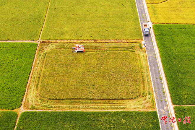 风吹稻花香两岸【组图】