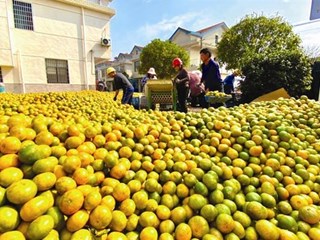 武陵区：丹洲乡柑橘大丰收