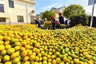 武陵区：丹洲乡柑橘大丰收