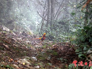 红腹锦鸡