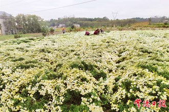澧县：鲁家冲村绽放“美丽经济”