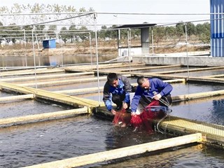 【经济】安乡县：内循环流水槽生态养殖受市场欢迎