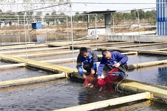 【经济】安乡县：内循环流水槽生态养殖受市场欢迎