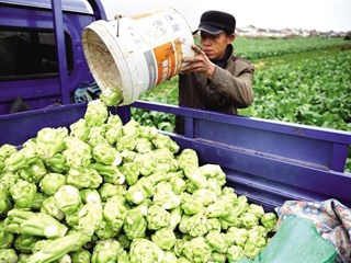 【经济】汉寿县：本地时令蔬菜收获忙