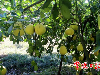 【经济】澧县金罗镇大力发展桔柚产业