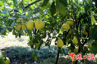 【经济】澧县金罗镇大力发展桔柚产业