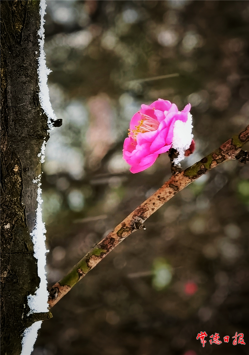 sj刘图强-梅花斗雪-1.jpg
