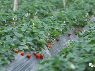 【经济】武陵区：草莓保暖度寒潮 确保市场稳定供应