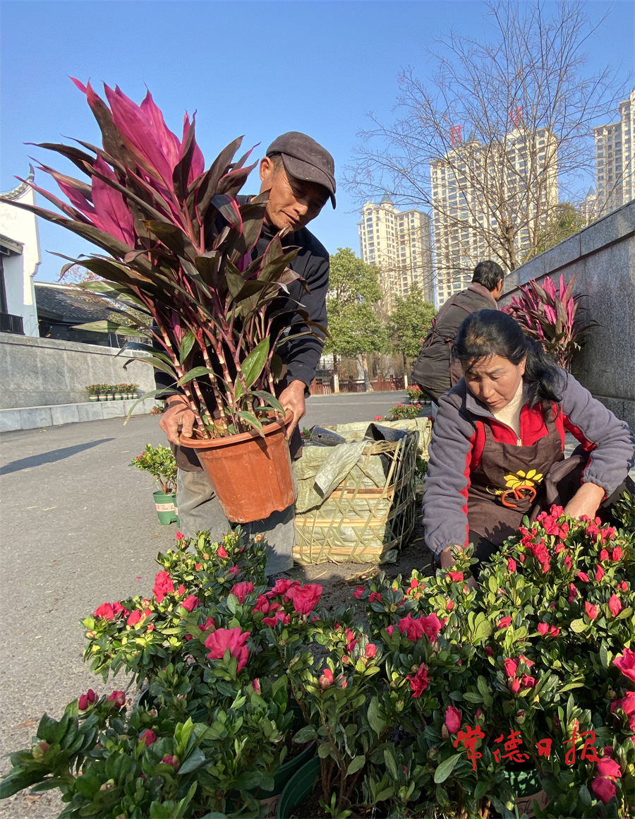 1月19日，丁玲公园的园艺工人为游客走道布置鲜花，妆点园区，迎接新年到来。本报记者 陈欢 摄.jpg