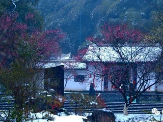 【桃花源】飞雪至仙境 红梅绽枝头