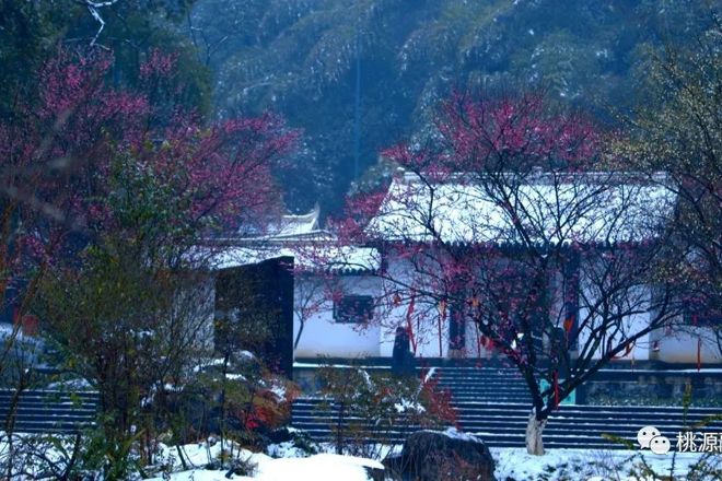 【桃花源】飞雪至仙境 红梅绽枝头