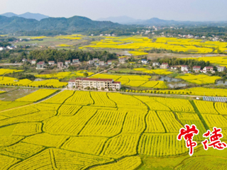 【生态】太阳谷油菜花开 田园美景惹人醉