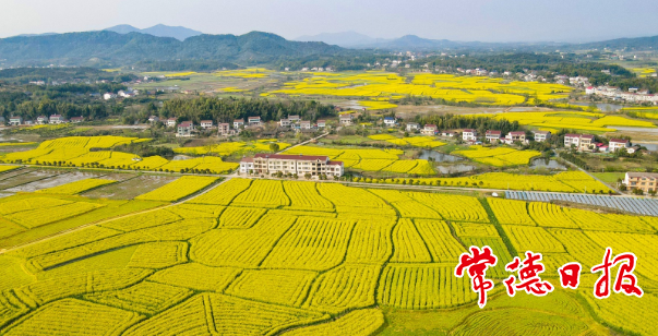 【生态】太阳谷油菜花开 田园美景惹人醉