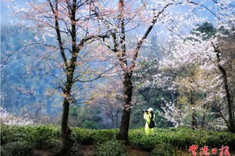 春日【组图】