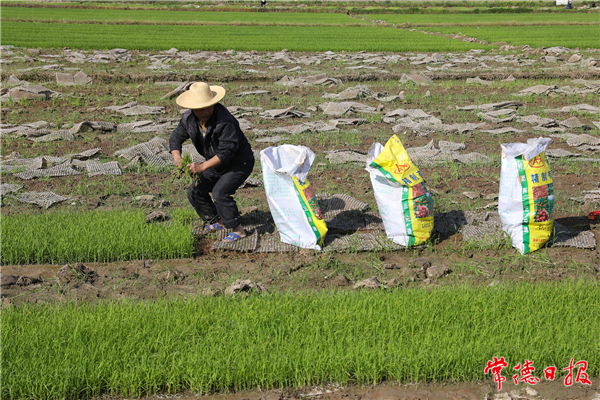 春插之美【组图】