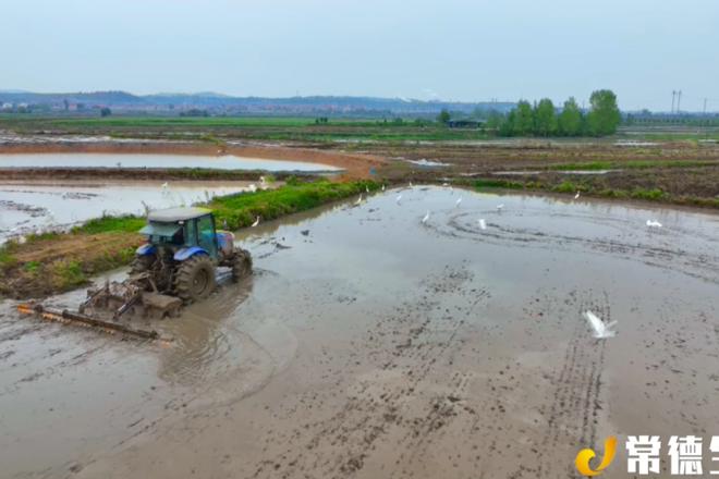 【生态】澧县澧南镇：白鹭伴春耕 田园生态美
