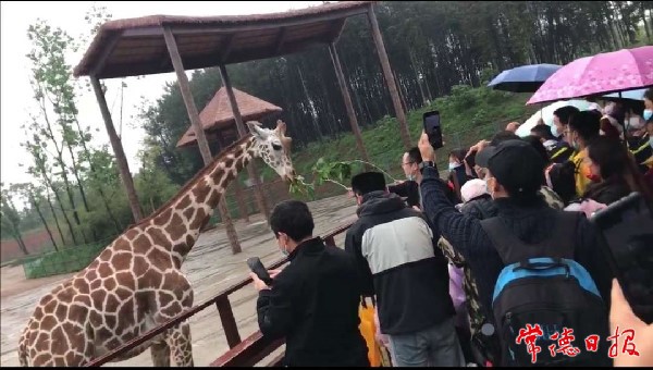 【摄影报道】＂五一”假期首日，汉寿野生动物上场霸屏