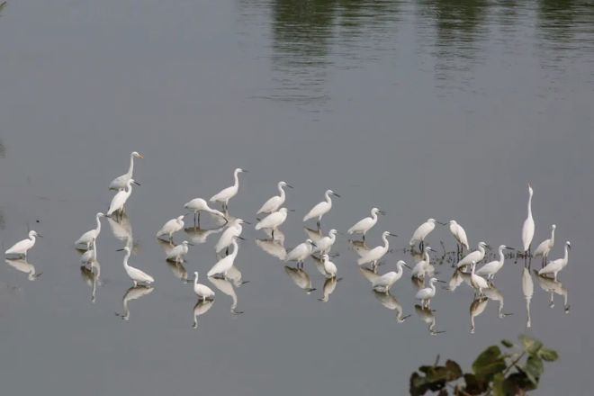 【生态】柳叶湖观鸟（摄影）
