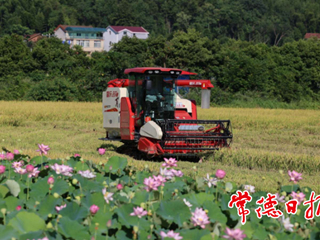 【经济】鼎城区双桥坪镇 “双抢”时节人机两忙