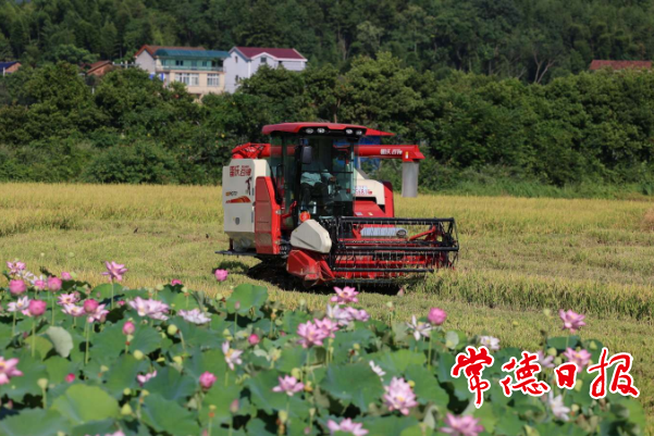 【经济】鼎城区双桥坪镇 “双抢”时节人机两忙