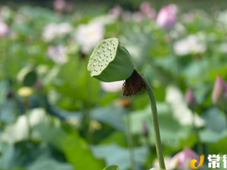 【社会】石门县维新镇：荷花盛开迎客来 ​