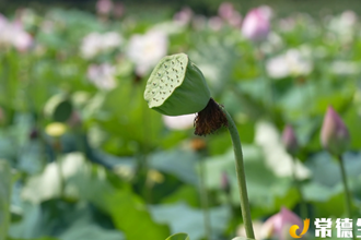 【社会】石门县维新镇：荷花盛开迎客来 ​