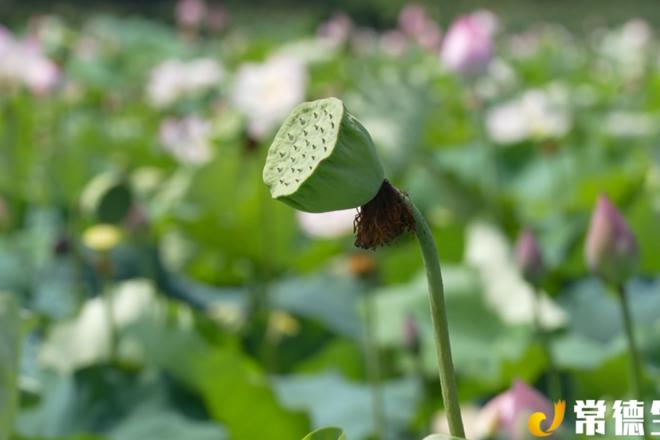 【社会】石门县维新镇：荷花盛开迎客来 ​