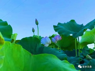 【社会】惊艳！安乡荷花已盛开，送你满屏清凉