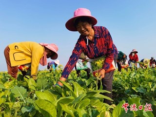【社会】安乡县安福村“小产业”作“大文章”