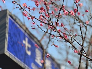 【赏花地图】梅花与春天相逢，是双向奔赴的美好