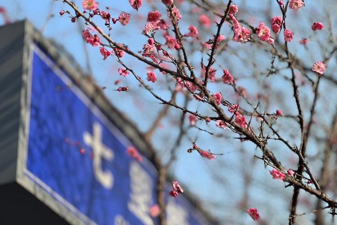 【赏花地图】梅花与春天相逢，是双向奔赴的美好