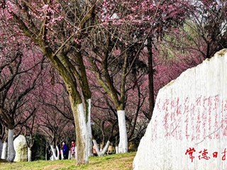 【社会】常德诗墙公园邀广大市民入园赏梅
