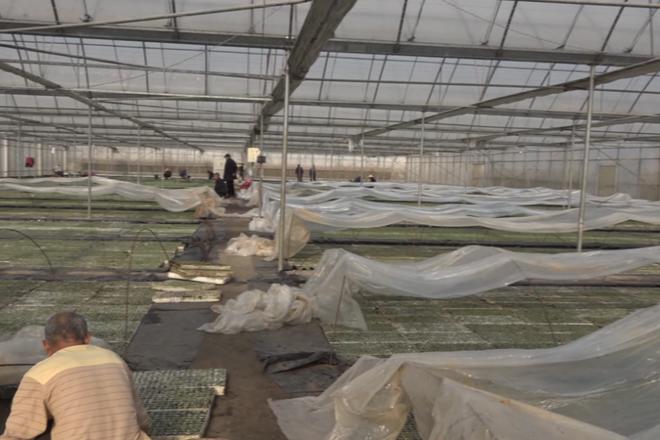 【临澧】育苗工场吐新绿 烟农复工干劲足