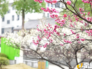 【汉寿】早春梅花盛开 点缀龙阳 “靓城”