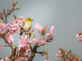 【多图】又见春天