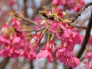 【赏花地图】暖风吹过钟花樱 奏响春季花开乐章的序曲