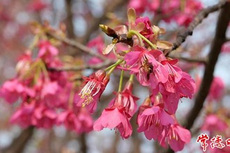 【赏花地图】暖风吹过钟花樱 奏响春季花开乐章的序曲