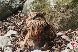 【社会】一只世界濒危鸟类在壶瓶山获救助