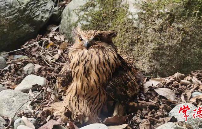 【社会】一只世界濒危鸟类在壶瓶山获救助