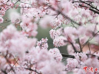 【摄影报道】常德高山街樱花初绽 市民架楼梯拍照打卡